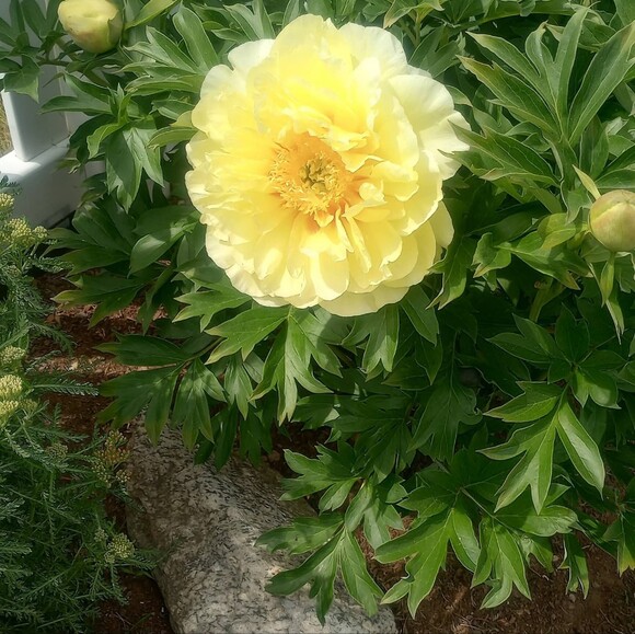 nancie61